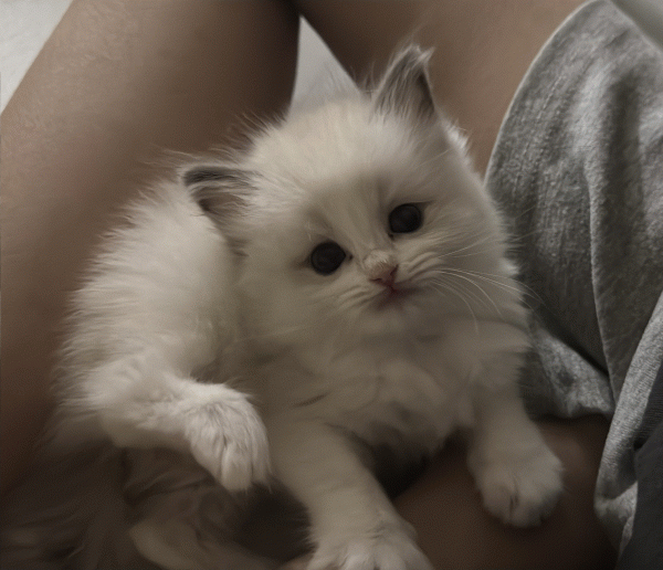 입양후기_566$1$1752404499_thum.gif