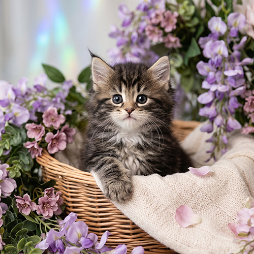 �����̾��о�_120260619131850.jpeg