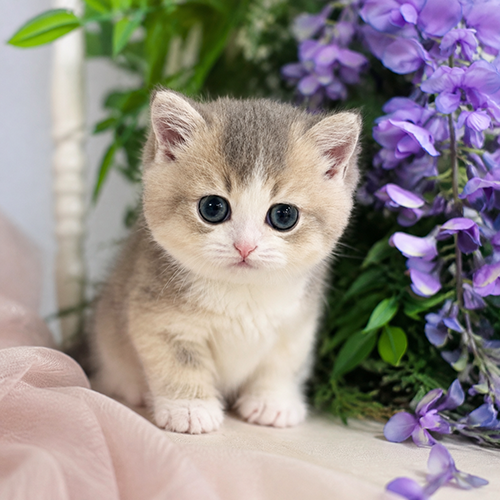 �����̾��о�_120260902102906.png